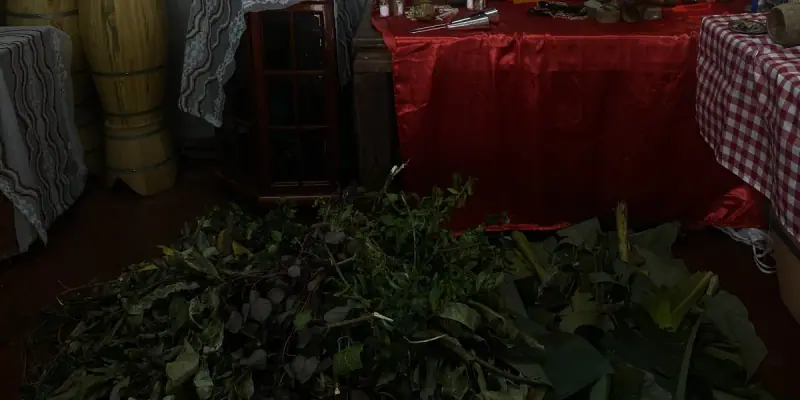 Folhas e ervas frescas no chão do terreiro, diante do altar coberto de cetim vermelho